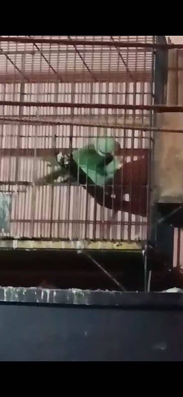 kashmiri Pahari parrot pair 1