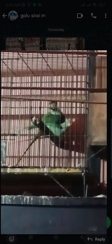 kashmiri Pahari parrot pair 2