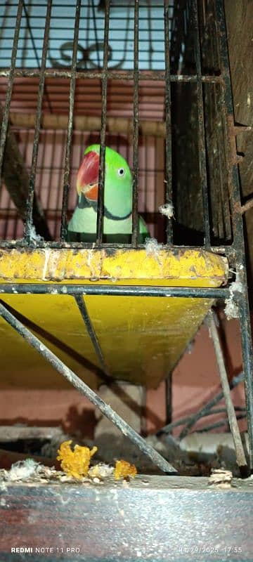 kashmiri Pahari parrot pair 3