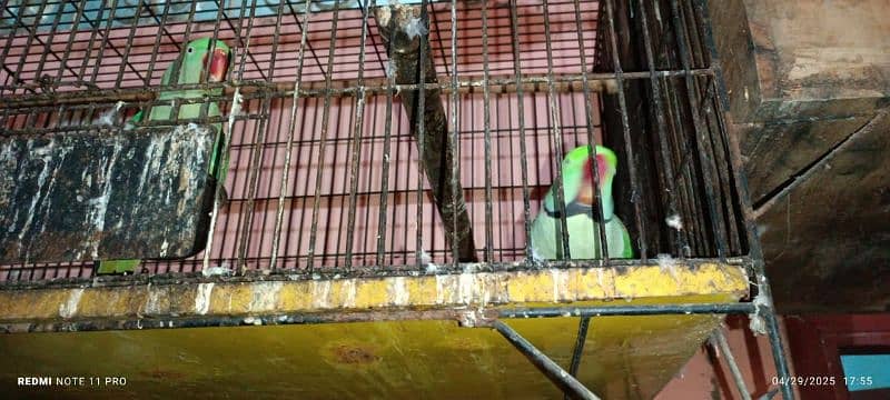 kashmiri Pahari parrot pair 6