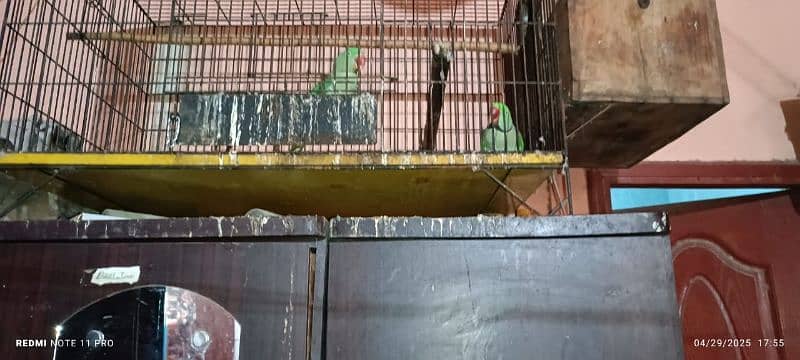 kashmiri Pahari parrot pair 7
