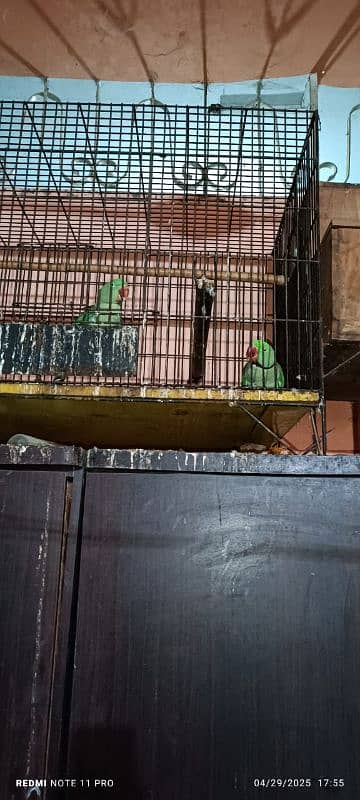 kashmiri Pahari parrot pair 8