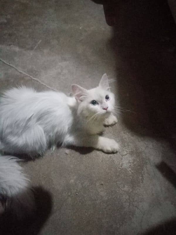white color and color eyes 0