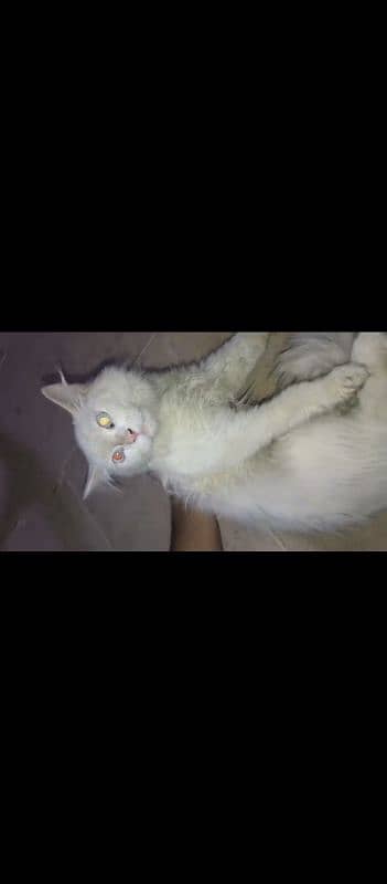 white color and color eyes 2