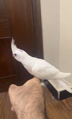 Handtame birds
