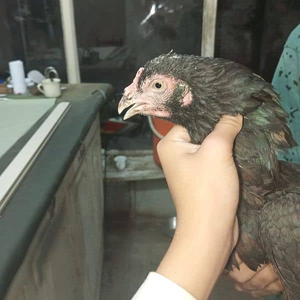 Aseel Breeder Pair Gurrented pair full Active condition ws 03350524296 0