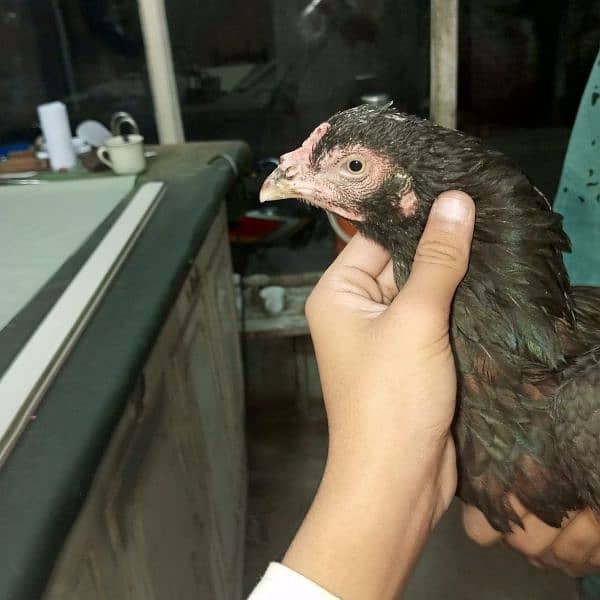 Aseel Breeder Pair Gurrented pair full Active condition ws 03350524296 1