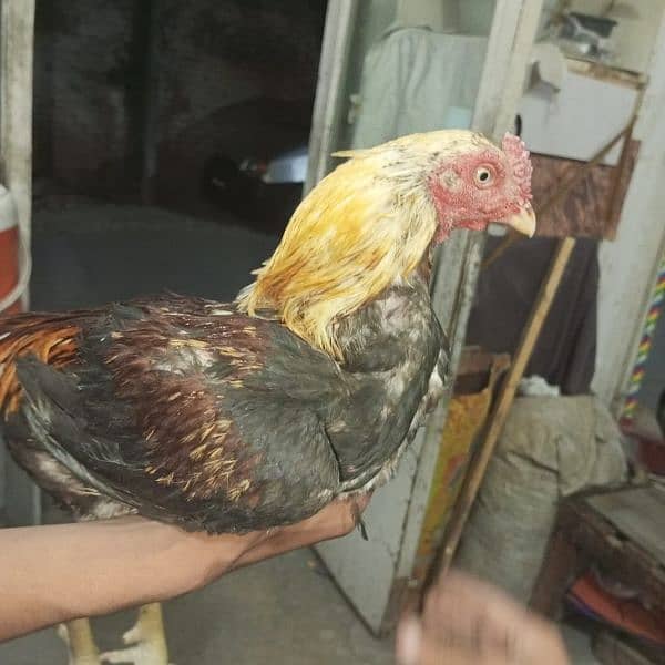 Aseel Breeder Pair Gurrented pair full Active condition ws 03350524296 2
