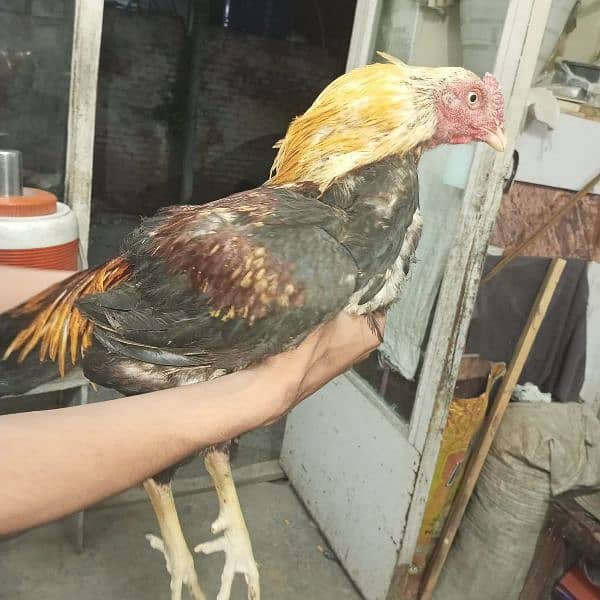 Aseel Breeder Pair Gurrented pair full Active condition ws 03350524296 3