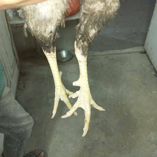 Aseel Breeder Pair Gurrented pair full Active condition ws 03350524296 4