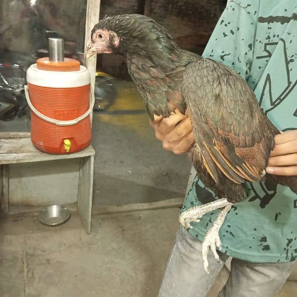 Aseel Breeder Pair Gurrented pair full Active condition ws 03350524296 5