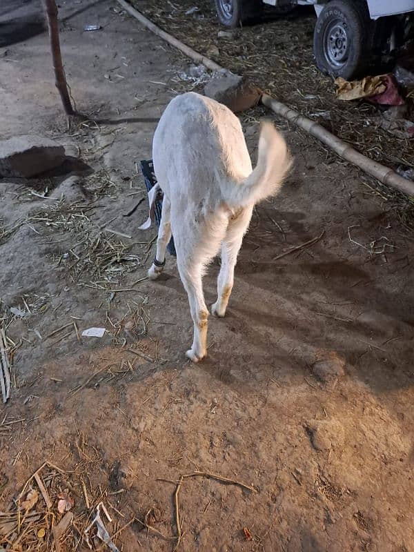 Sahiwal nasal 1