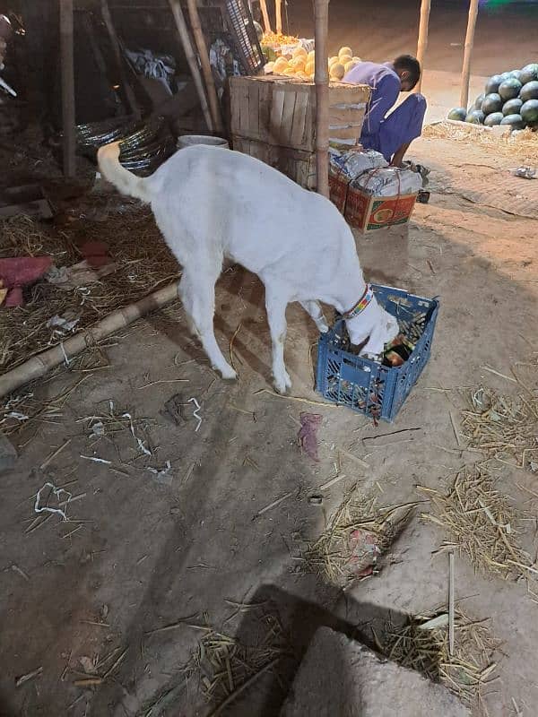 Sahiwal nasal 2