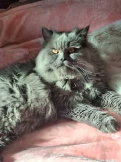 Persian