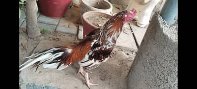 aseel
