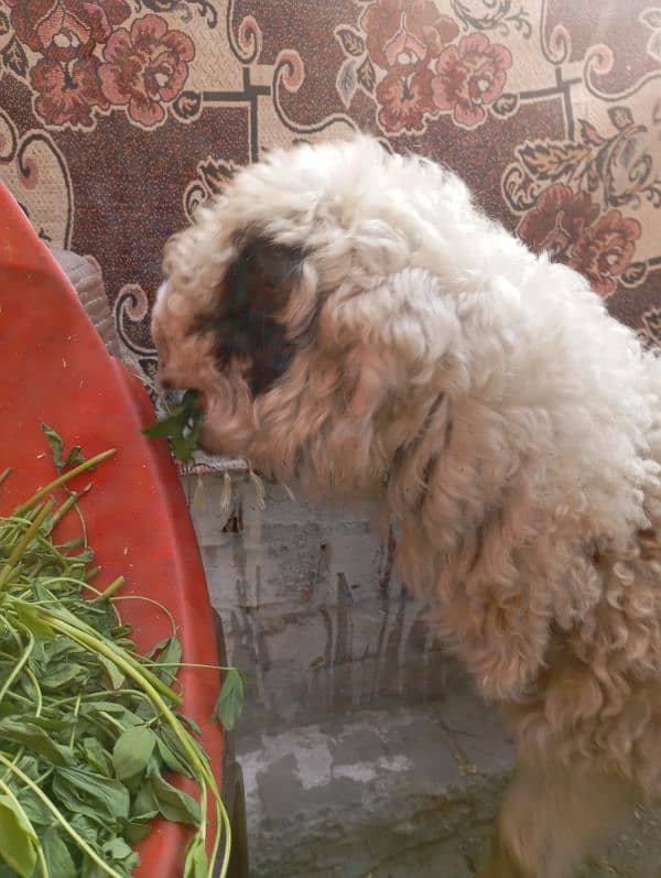 Mundra chatra bacha for sale 0