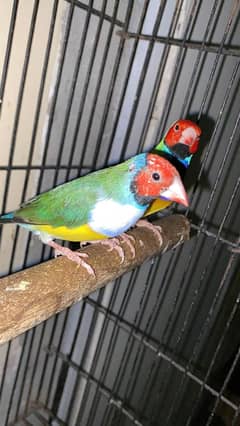 Gouldian