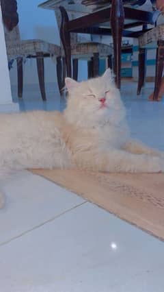 Persian triple code doll face cat