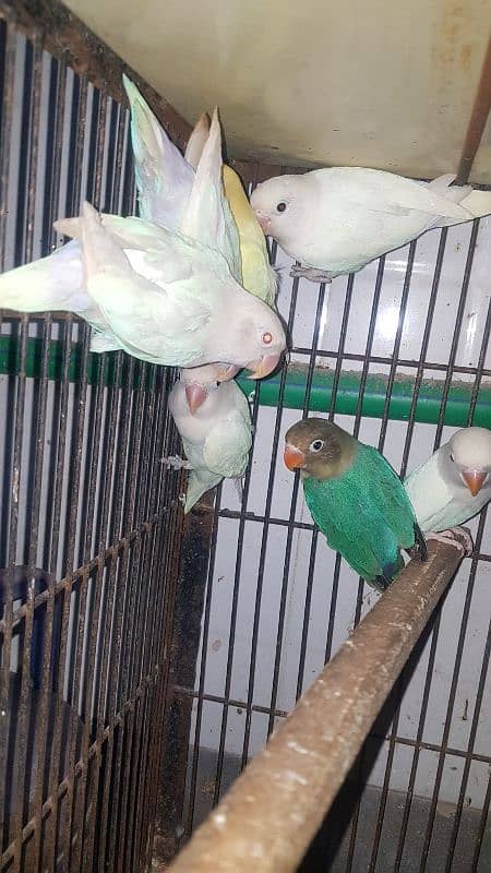 Albino Creamino parblue 03447884589 0