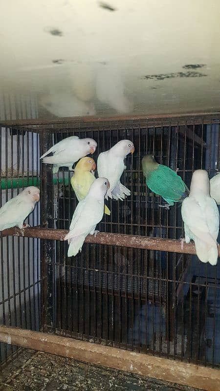 Albino Creamino parblue 03447884589 3
