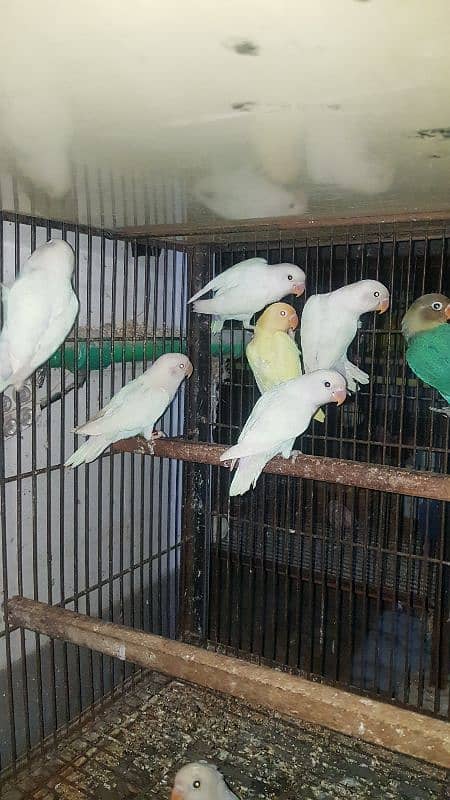 Albino Creamino parblue 03447884589 4