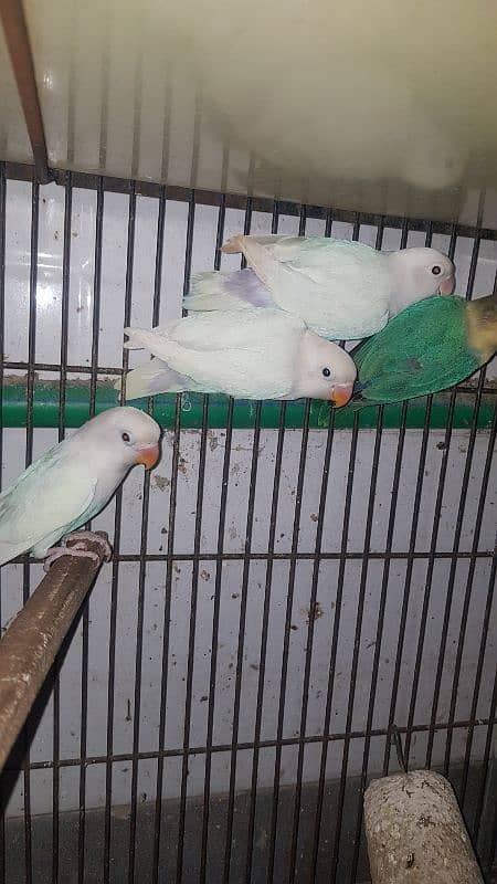 Albino Creamino parblue 03447884589 5