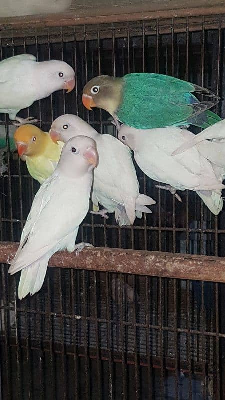 Albino Creamino parblue 03447884589 6