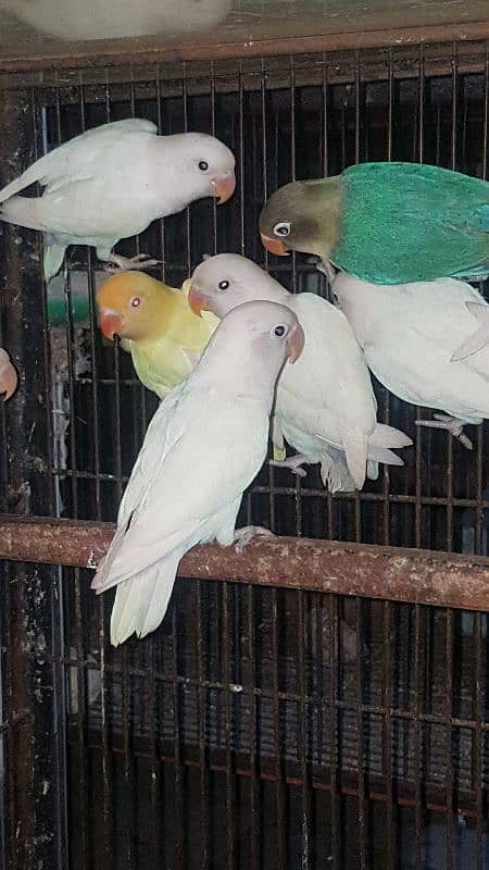 Albino Creamino parblue 03447884589 7