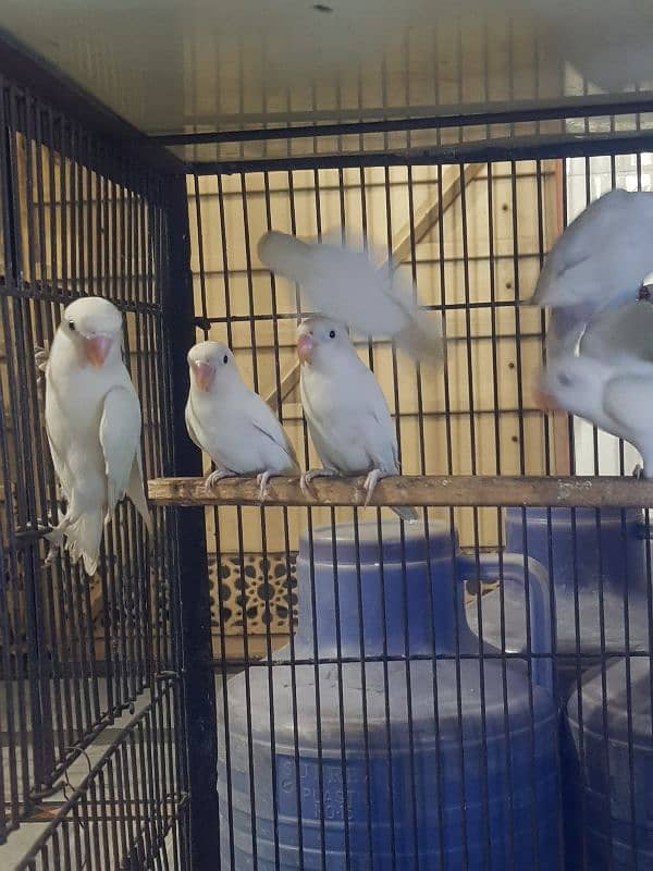 Albino Creamino parblue 03447884589 8