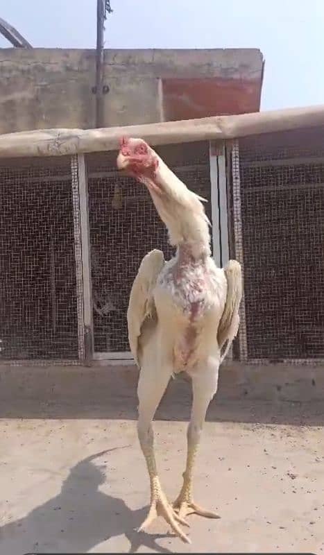white shamoo chicks just chicks 0
