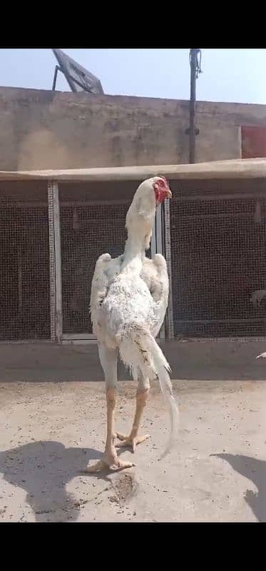 white shamoo chicks just chicks 1