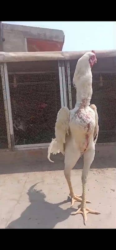 white shamoo chicks just chicks 2