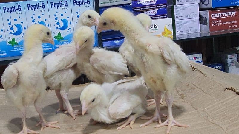 white shamoo chicks just chicks 3
