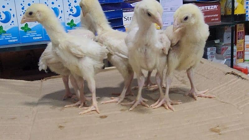 white shamoo chicks just chicks 4