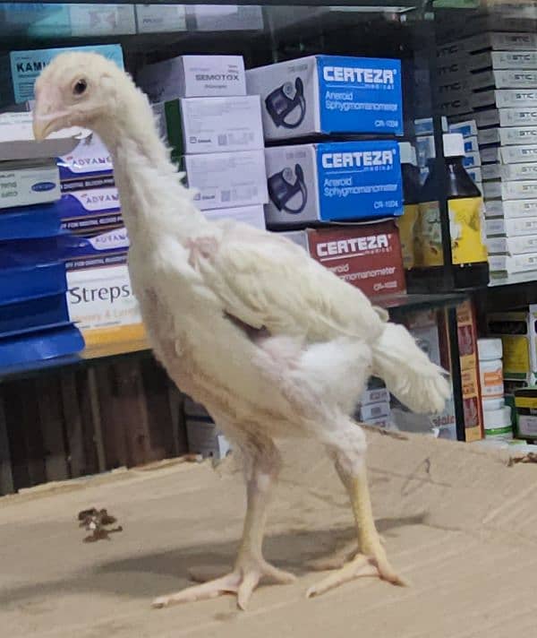 white shamoo chicks just chicks 6