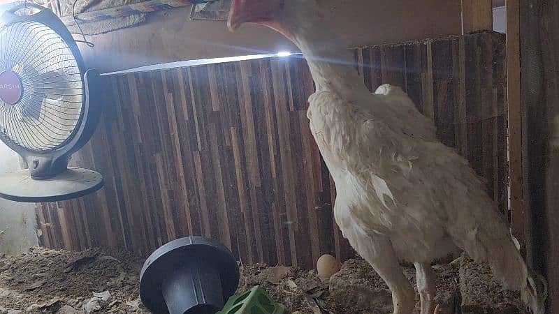 white shamoo chicks just chicks 7