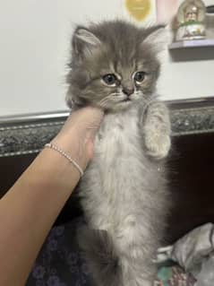 Cute