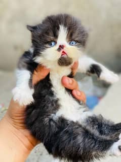 peki