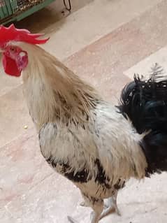 pairs of hen with eggs