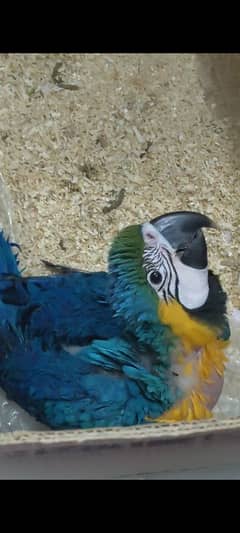 MashaAllah, macaw, and sulfer cockatoo chicks