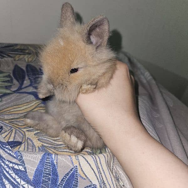 lion-head angora double-coat baby rabbits 3
