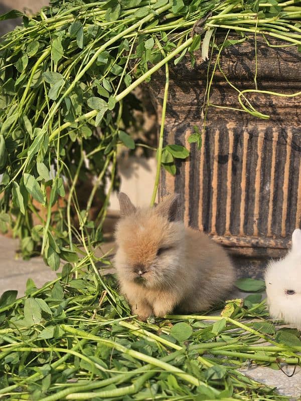 lion-head angora double-coat baby rabbits 4