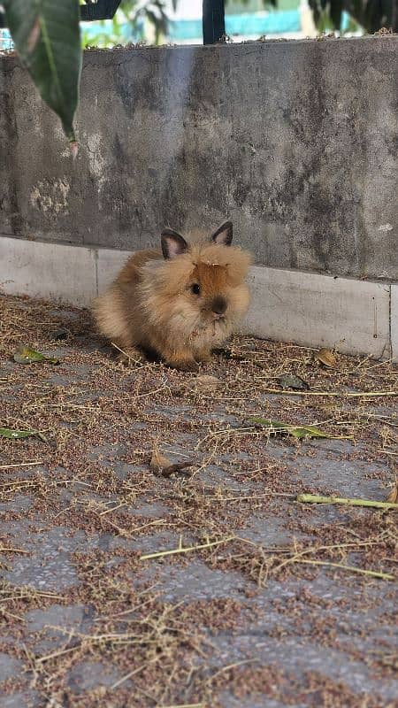 lion-head angora double-coat baby rabbits 5
