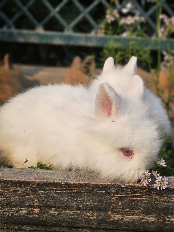 lion-head angora double-coat baby rabbits 6
