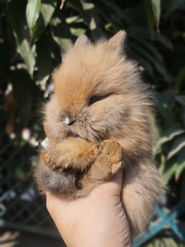 lion-head angora double-coat baby rabbits 0