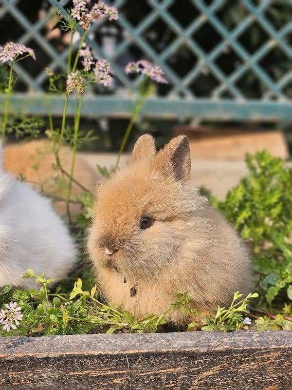 lion-head angora double-coat baby rabbits 2