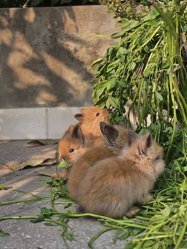 lion-head angora double-coat baby rabbits 7