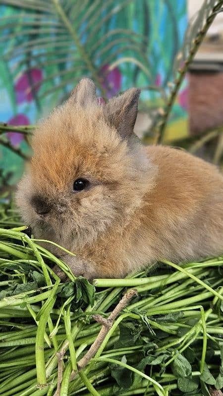 lion-head angora double-coat baby rabbits 1