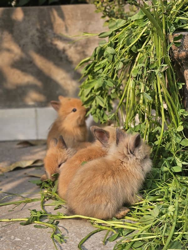 lion-head angora double-coat baby rabbits 8