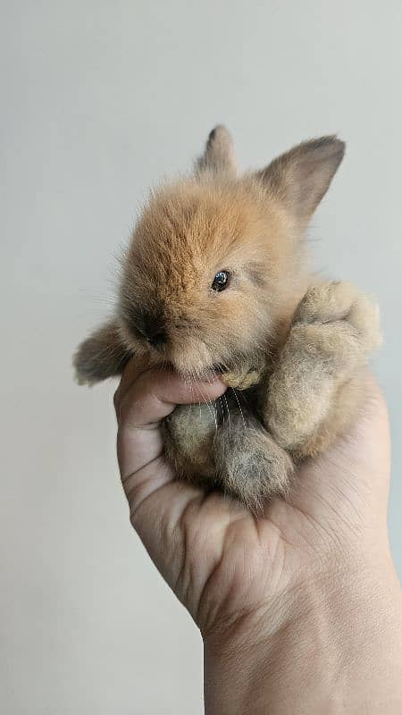lion-head angora double-coat baby rabbits 9